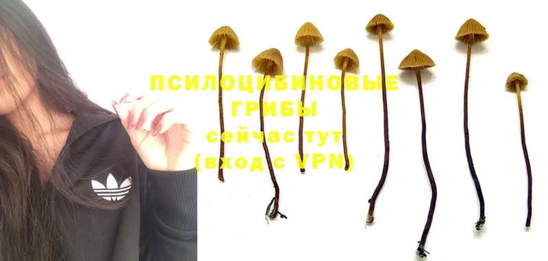 Галлюциногенные грибы Psilocybe  купить наркотики цена  Кудрово 